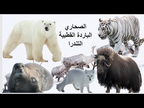 الصحاري الباردة القطبية التندرا