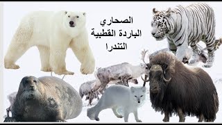 الصحاري الباردة القطبية التندرا