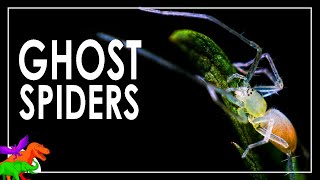Mysterious Lives of the Egg-Sucking Sac-Spinning Ghost Spiders | CREEPTOBER Ghost Spider Arachnid