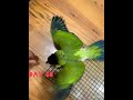 The beautiful growth of nanday conure  exotic bird  day by day growth  the insanegenix world