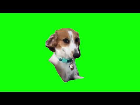 Dog Smiling Meme Green Screen