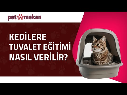 Video: Yetişkin Bir Kediye Nasıl Tuvalet Eğitimi Verilir?