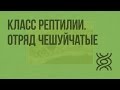 Класс Рептилии. Отряд Чешуйчатые. Видеоурок по биологии 7 класс