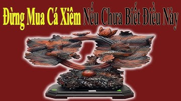 Tượng Cá Xiêm Gỗ Trắc Đỏ Đen Đừng Mua Nếu Bạn Chưa Xem Video Này
