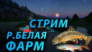 Русская Рыбалка 4 В поисках трофея /Ловлю на Белой