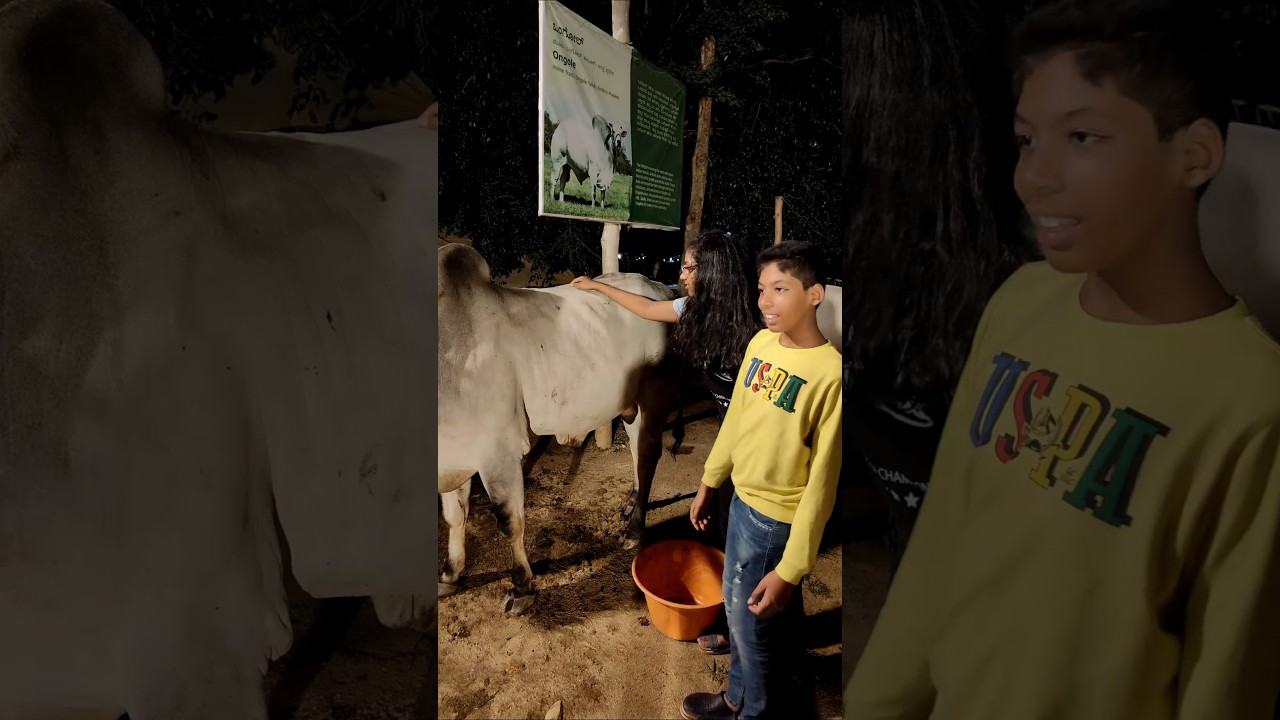 Exploring a peaceful Goshala with bulls near Aadiyogi 🐂🙏