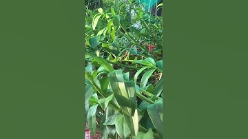 Chăm sóc Lan phi điệp