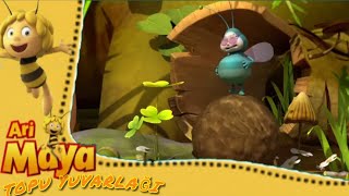 Ari Maya Topu Yuvarlağı