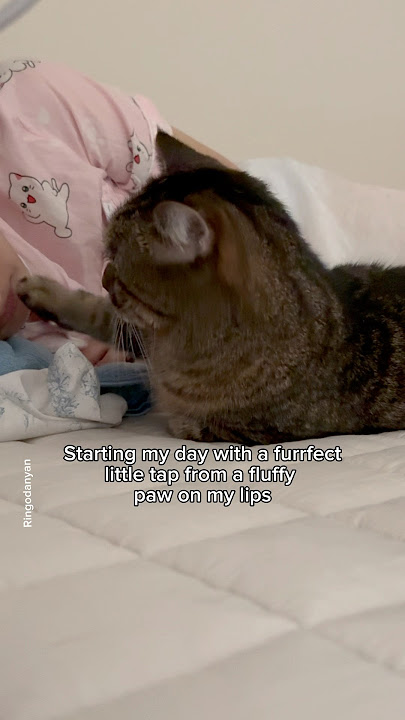 My furrfect morning wake-up call❤️ #shorts #cat #funny