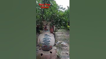 Quất tết quất bon sai trên bình hút tài lộc#youtube #tiktok