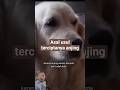 asal usul terciptanya anjing#ceritaislami