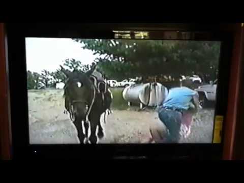 funny-horses!-afv!