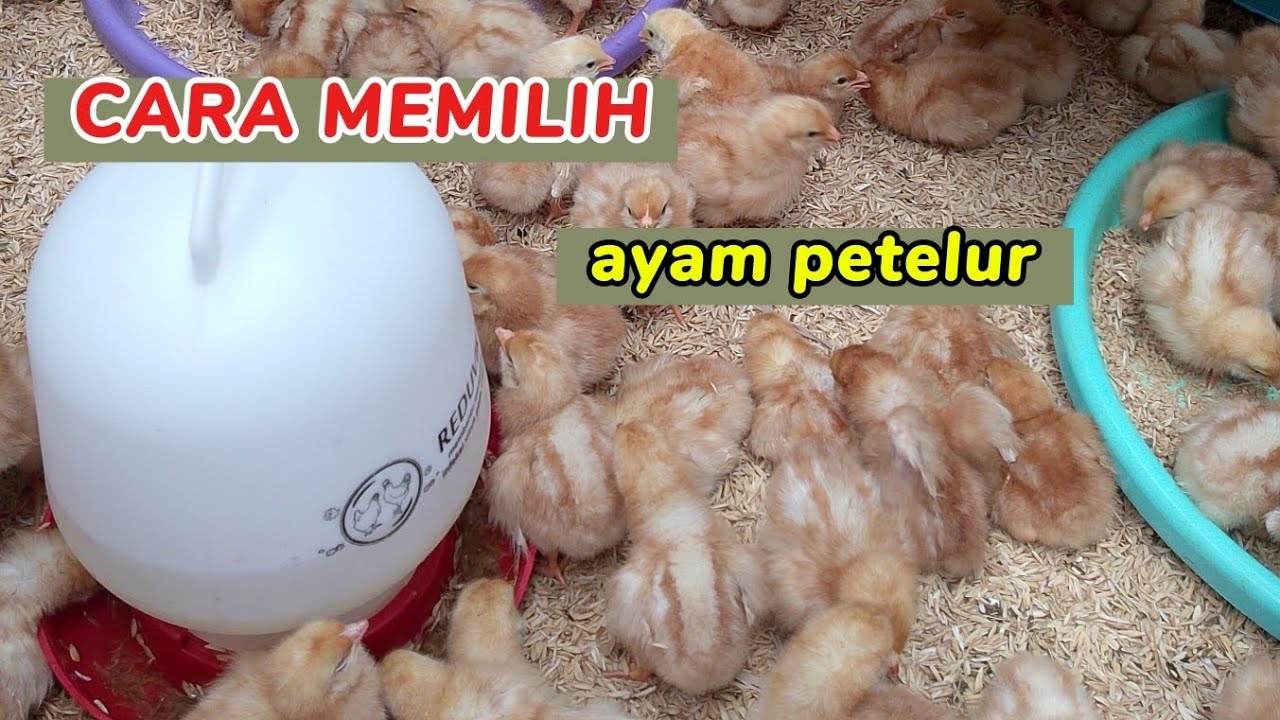 Cara memilih ayam petelur part 1 