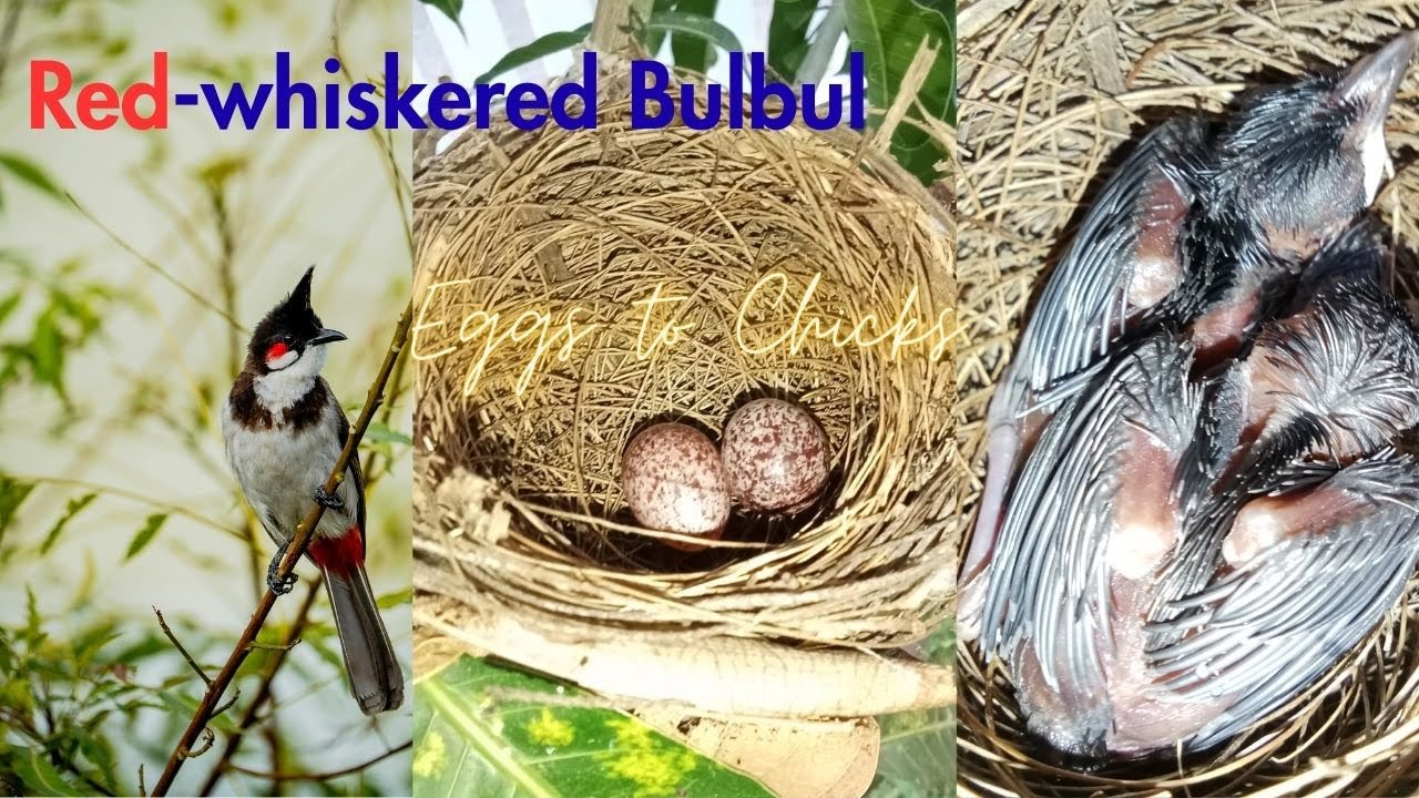 Life cycle of a Bulbul - From Eggs to Chicks