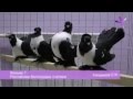 2012.01.14-15 Выставка голубей в Воронеже / Pigeons Show at Voronezh (Russia)