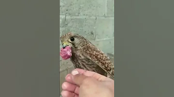 معلومات عن الصقور مكنتش تعرفها 