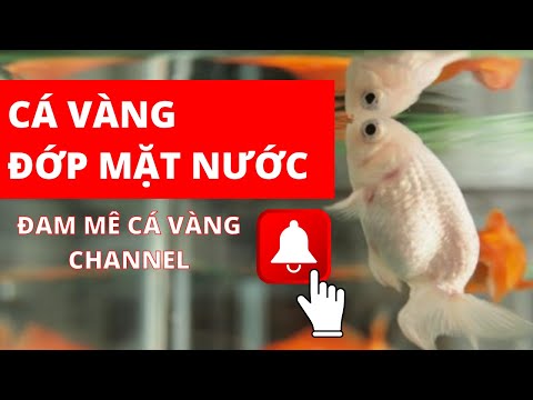 Video: Sự kiện thằn lằn đốm vàng