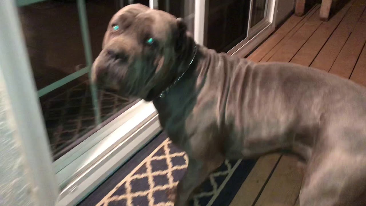 ruff house cane corso