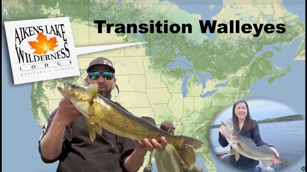 Transitional Walleye Angling Edge TV YouTube