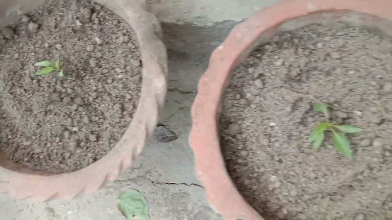 আমার শখের বাগান এই শীতের মৌসুমে কেমন সুন্দর সেজেছে 