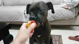 how not to feed Nectarine to your dog. by Dog Passion 394 views 2 years ago 6 minutes, 21 seconds