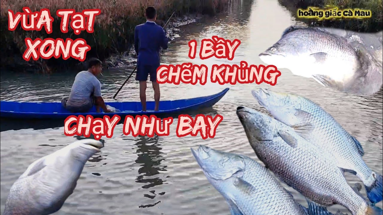 #603,#Th/uốc cá đầu năm trúng bầy cá chẽm khủng..