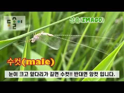 [다살이] 우리가 아는 하루살이 중에 “네점하루살이(Ecdyonurus levis)”를 만나봅시다.
