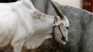 Very Old but highly Active HALLIKAR BULL Available at Bhai cattle farms