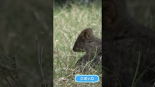 クオッカの親子 #Shorts