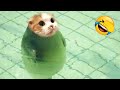 You Laugh You Lose 😂 Best Funny Cats and Dogs Videos 😹🐶 Part 10