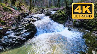 4K CALM PEACEFUL FOREST STREAM 🌲 Relaxing Nature Video with ambient sound for sleep, study, work