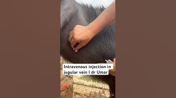 Intravenous injection in jugular vein l dr Umar khan