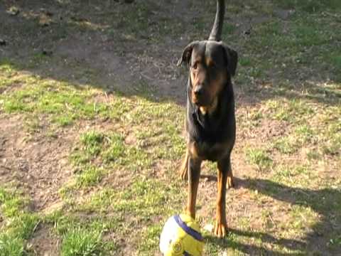 Tayson Rottweiler Croisé Berger Allemand Youtube