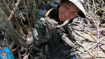 #52 Vào Rừng Sát Săn Bắt Hải Sản Gặp Toàn Cua Biển Ngon | Nghề Sông Nước SG
