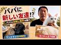 【坂上パパに新しい友達！？】坂上家ワンニャン最新映像〜アキの近況について〜