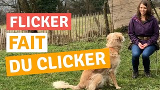 ÉDUCATION CANINE POSITIVE : Séance de clicker training