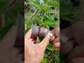 airlayering technique using coconut fiber🌳
