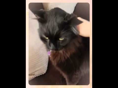 video phone beyonce mp3 Love Your Pets Too Northwest