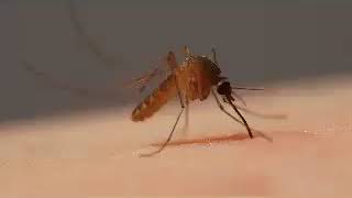 معجزة الله في حشرة البعوضة Science Mosquito