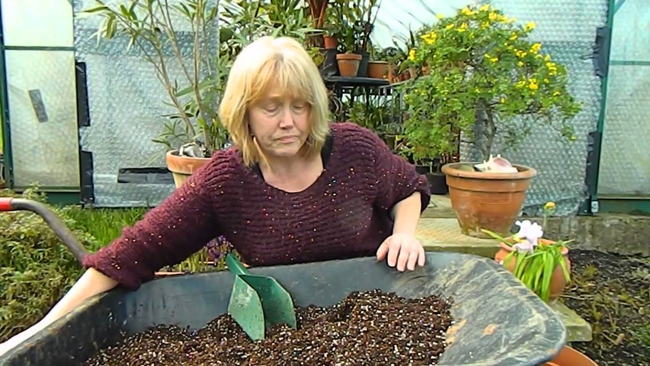 amorphophallus konjac recenzii de pierdere în greutate blade efecte secundare ale arzătorului