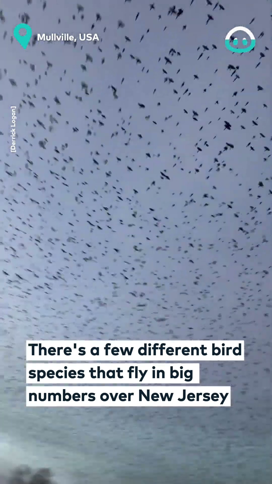 New Jersey Bird Migration || ViralHog