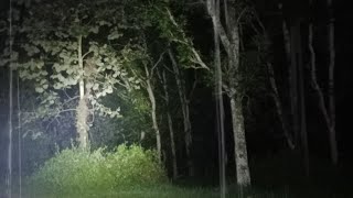Download Lagu ADA APA INI❓SI CEMPLIS NYURUH KAMI KE HUTAN SILUMAN HARIMAU MP3 Download Lagu ADA APA INI❓SI CEMPLIS NYURUH KAMI KE HUTAN SILUMAN HARIMAU MP3