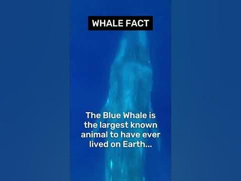Wonders of the Ocean: The Blue Whale - YouTube