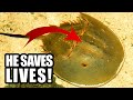 Horseshoe Crab facts: except they're not actually crabs... | Animal Fact Files