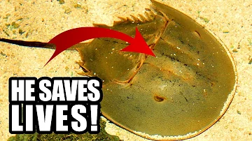 Horseshoe Crab Facts: NOT true CRABS | Animal Fact Files
