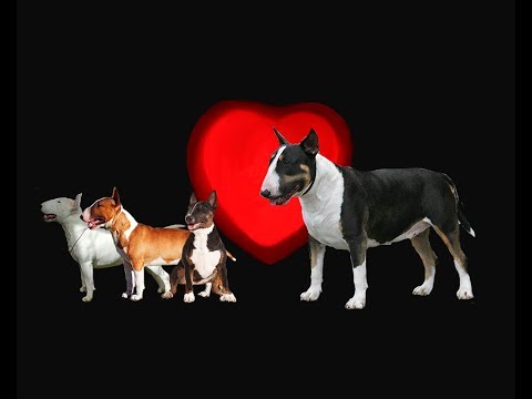 Video: Bull Terrier Ceket Renkleri Rehberiniz