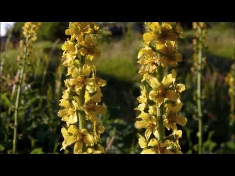 Video: Uobičajena Agrimonija - Korisna Svojstva I Uzgoj Agrimonije. Recepti Za Agrimoniju