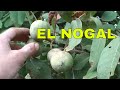 Nogal - Arboles Frutales - Ãrbol del nogal cargado de nueces. Walnut tree