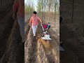 #MiniTillerManufacturer #OrchardTrencher #FactoryDirectPricingEvenForASingleUnit#mini#tiller#shorts