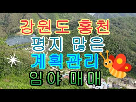 강원도 홍천 평지 많은 계획관리 <strong>임야</strong> 매매 33605(10165평)3억5천만